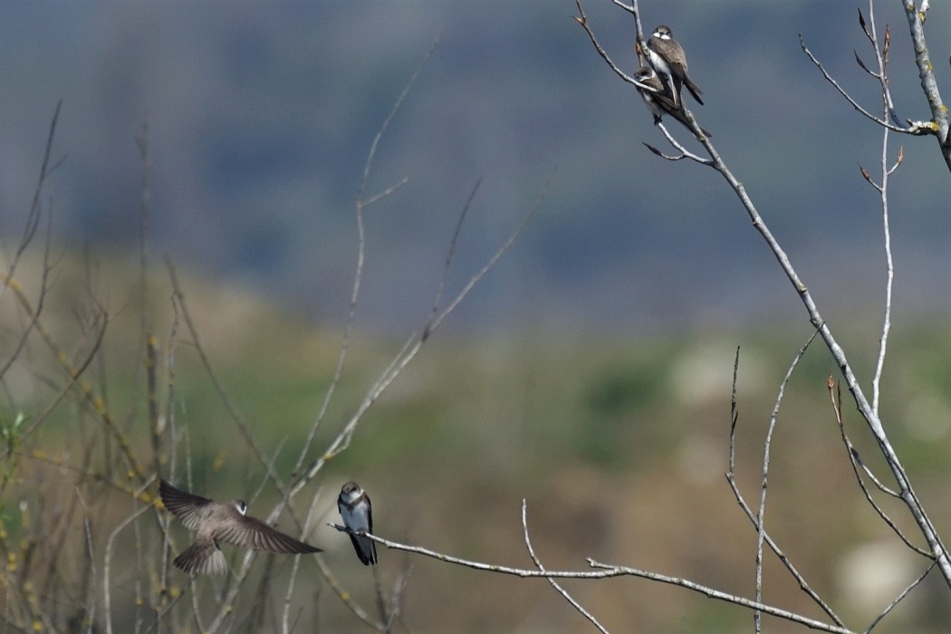Bank Swallow